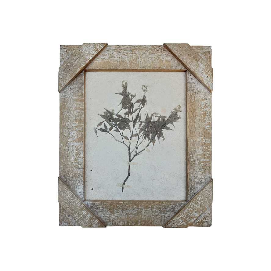 12.875"L Wish Wash Reclaimed Wood Specimen Leaf Framed Print with Decorative Corners